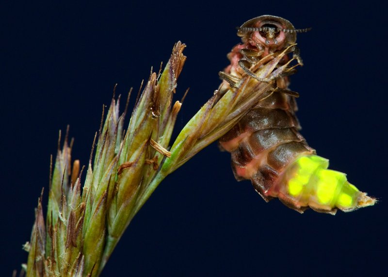How Glowworm (Insect) Interacts With Other Microfauna In Its Ecosystem