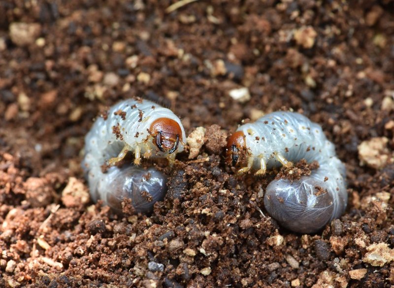 How Grub Worms Affect Potted Outdoor Plants