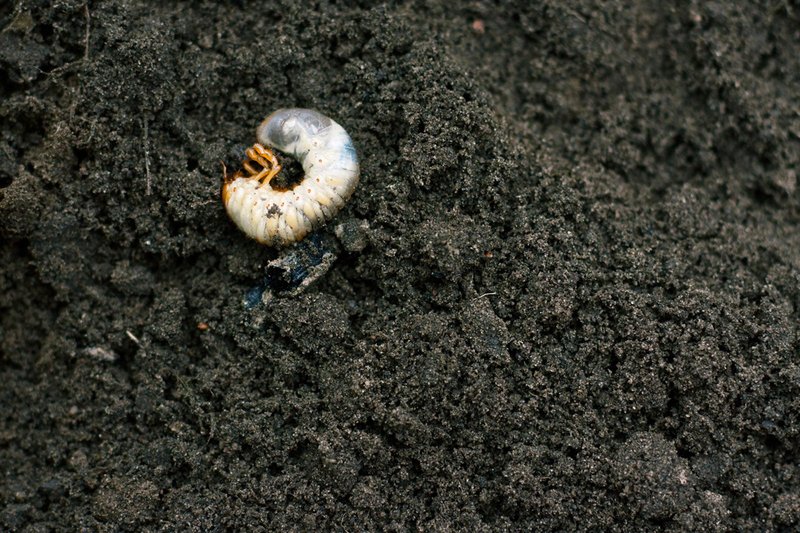 How Grub Worms Affect Potted Outdoor Plants