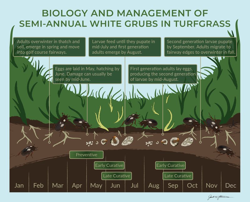 How Grub Worms Affect Turfgrass Root Systems