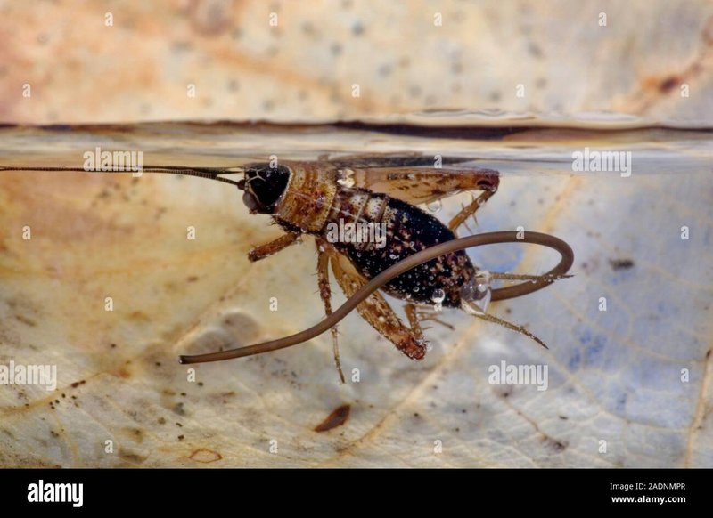 How Hairworm Interacts With Other Microfauna In Its Ecosystem