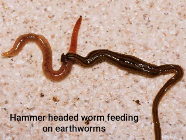 How Hammerhead Worms Affect Earthworm Populations