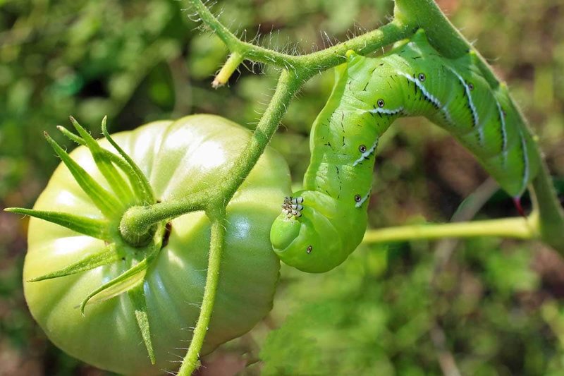 How Hornworms Affect Tomato, Pepper, And Eggplant Crops