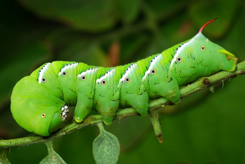 How Hornworms Survive Harsh Weather