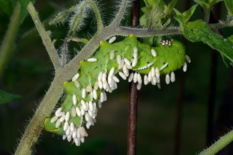 How Hornworms Survive Harsh Weather
