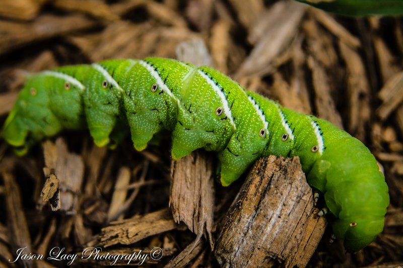 How Hornworms Survive Harsh Weather