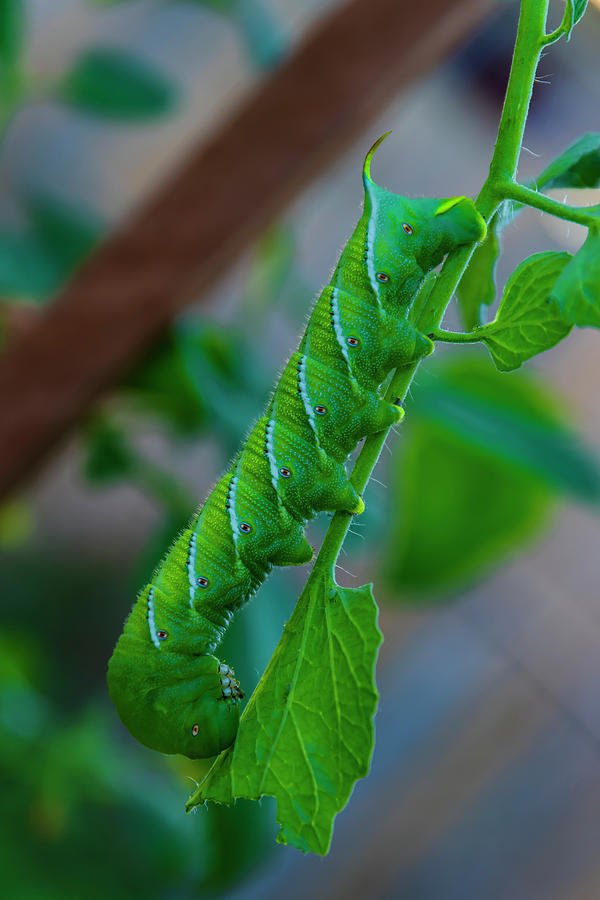 How Hornworms Survive Harsh Weather