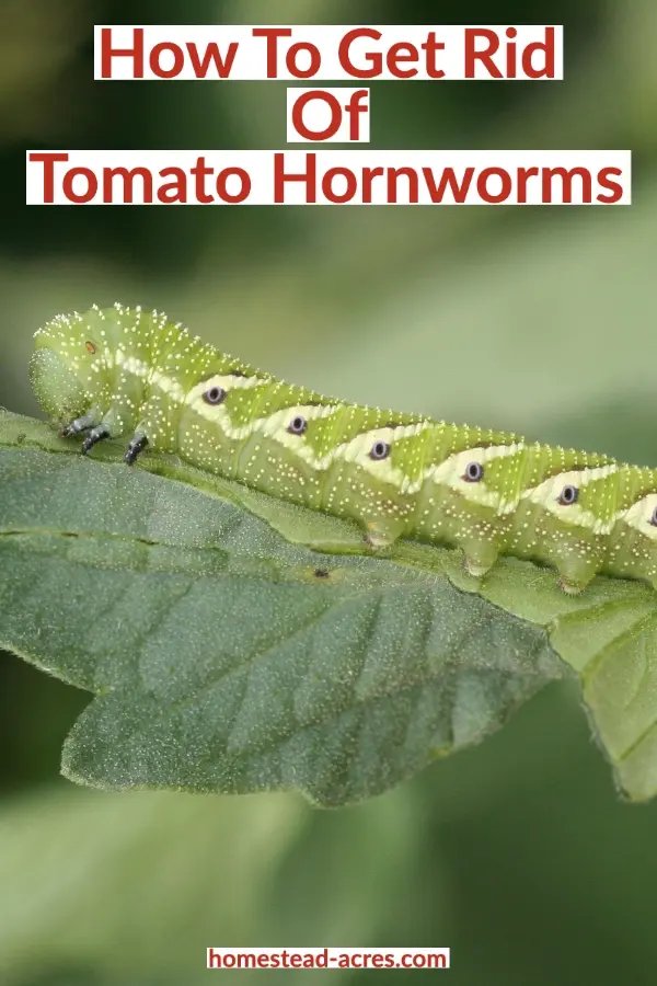 How Hornworms Survive Harsh Weather