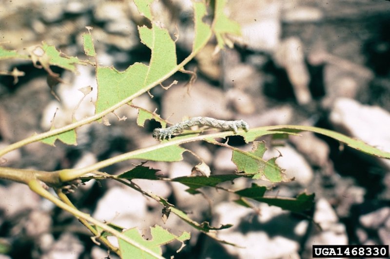 How Inchworms Defoliate Trees And Shrubs