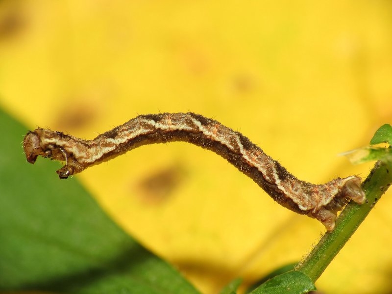 How Inchworms React To Changes In Temperature