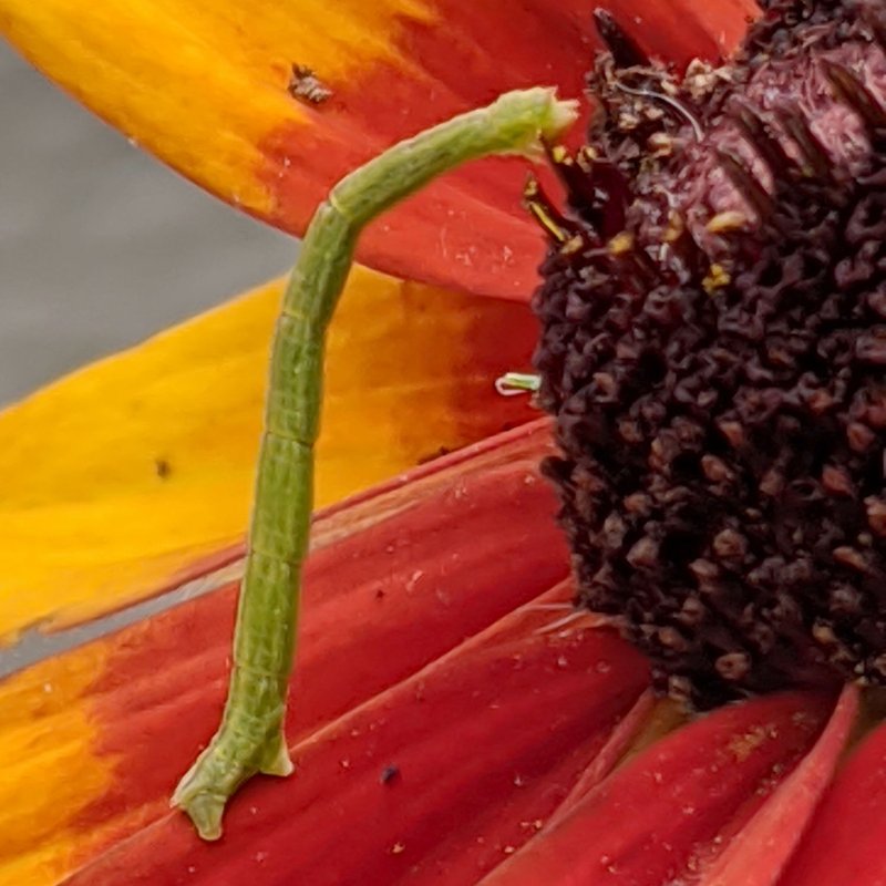 How Inchworms React To Changes In Temperature