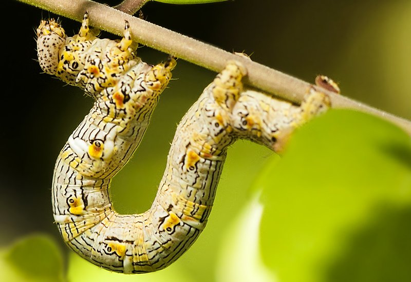 How Inchworms Use Camouflage To Avoid Predators