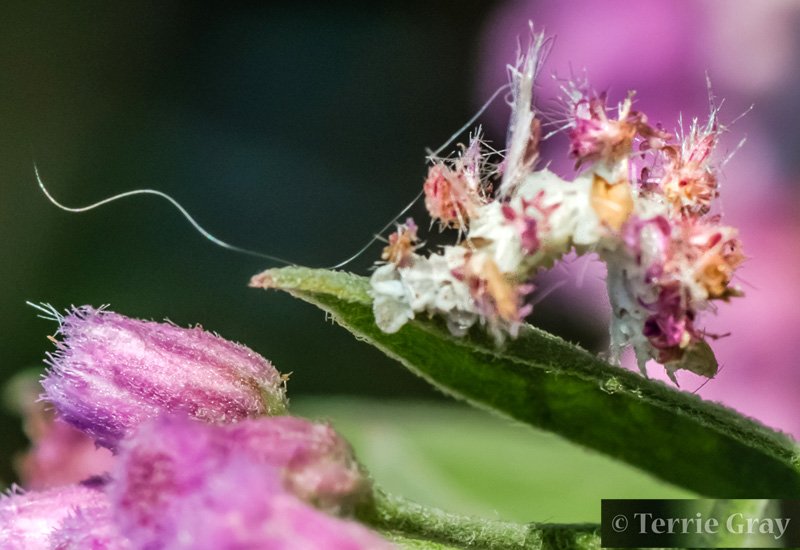 How Inchworms Use Camouflage To Avoid Predators
