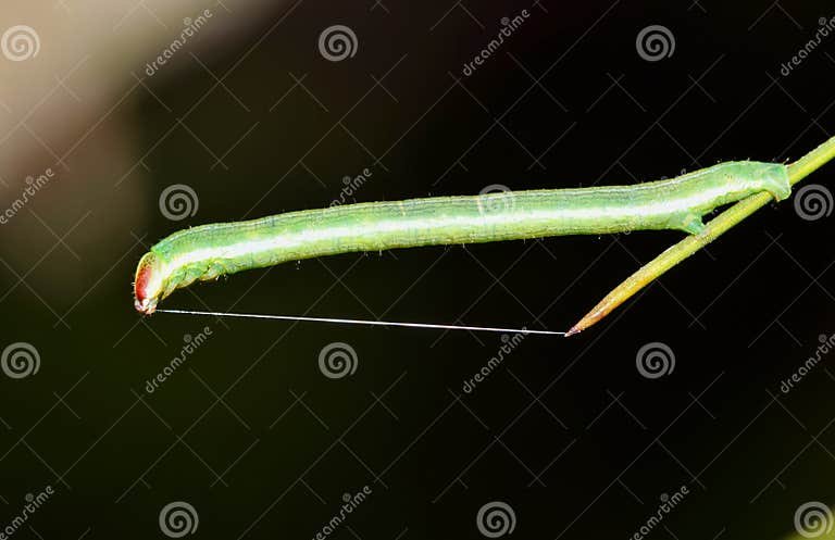 How Inchworms Use Silk Threads For Mobility