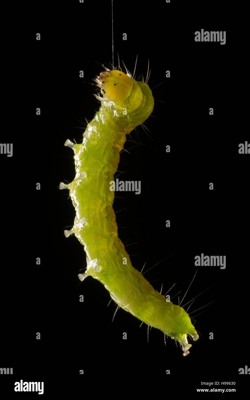 How Inchworms Use Silk Threads For Mobility