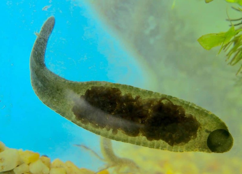 How Leech Interacts With Other Microfauna In Its Ecosystem