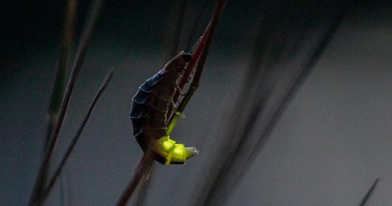 How Light Pollution Affects Glow Worms