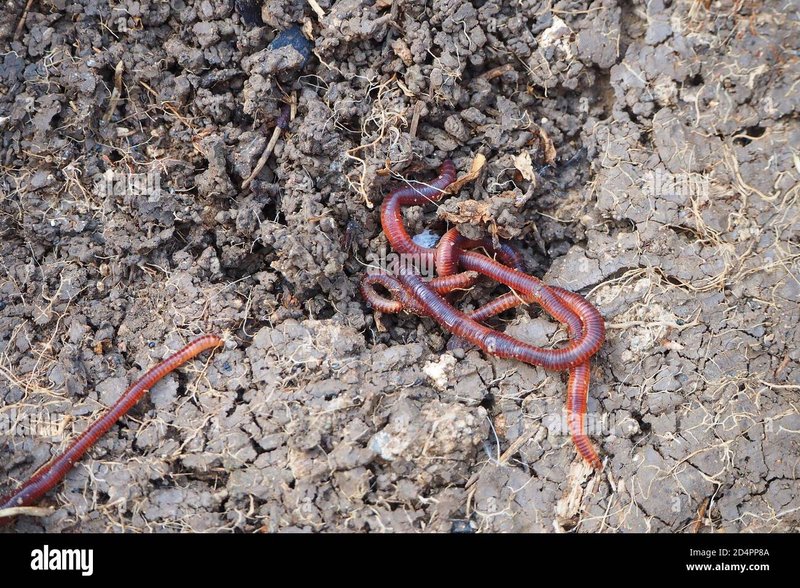 How Long Do Earthworms Live In Natural Conditions?