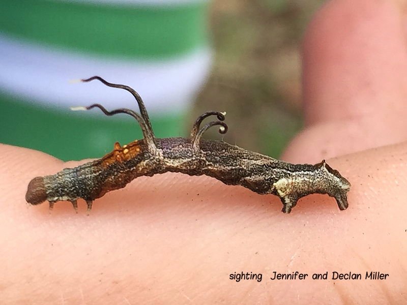 How Long Do Inchworms Stay In The Larval Stage?