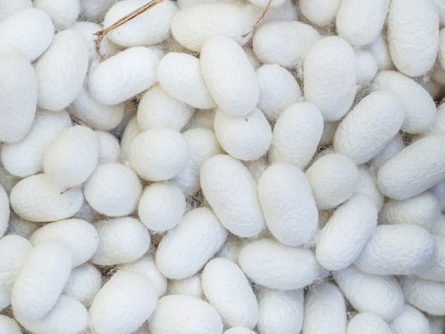 How Long Do Silkworms Stay In Cocoon Form?