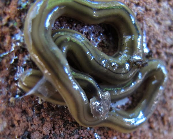How Malayan Hammerhead Worm Interacts With Other Microfauna In Its Ecosystem