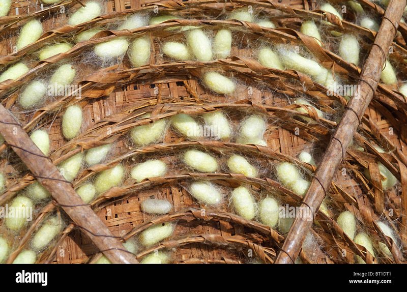 How Many Silkworms Are Needed For One Gram Of Silk?