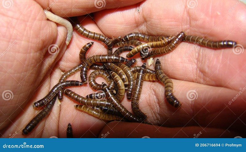 How Mealworm Interacts With Other Microfauna In Its Ecosystem