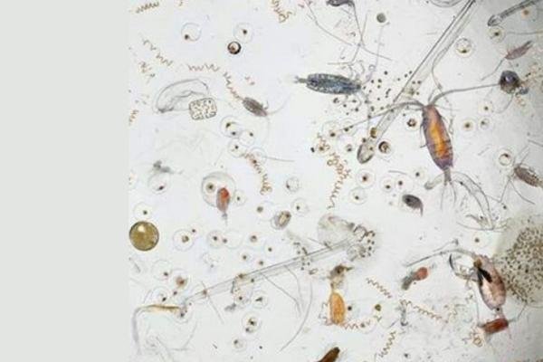 How Microworm Interacts With Other Microfauna In Its Ecosystem