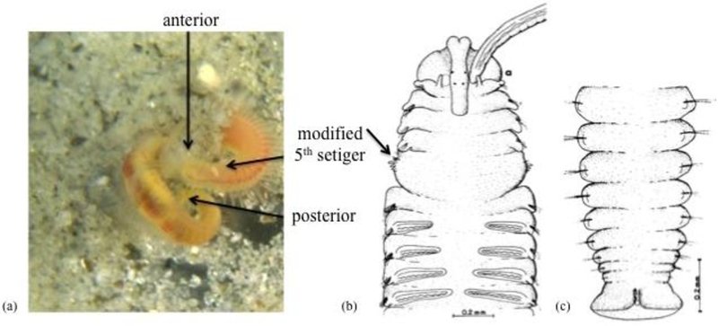 How Mudworm Interacts With Other Microfauna In Its Ecosystem