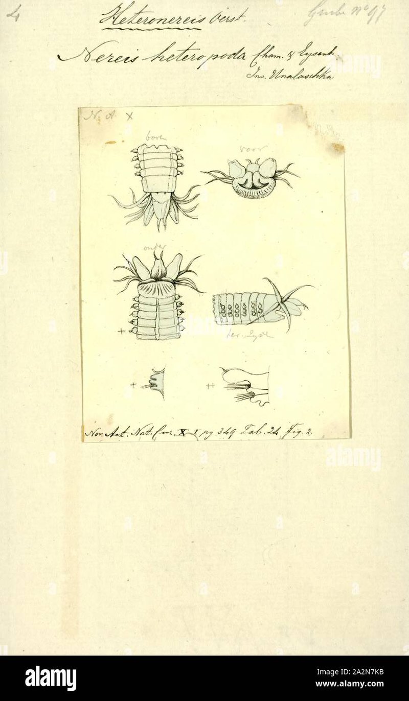 How Nereis Virens Interacts With Other Microfauna In Its Ecosystem