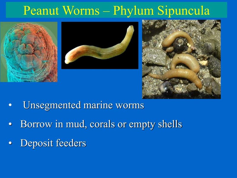 How Peanut Worm Interacts With Other Microfauna In Its Ecosystem