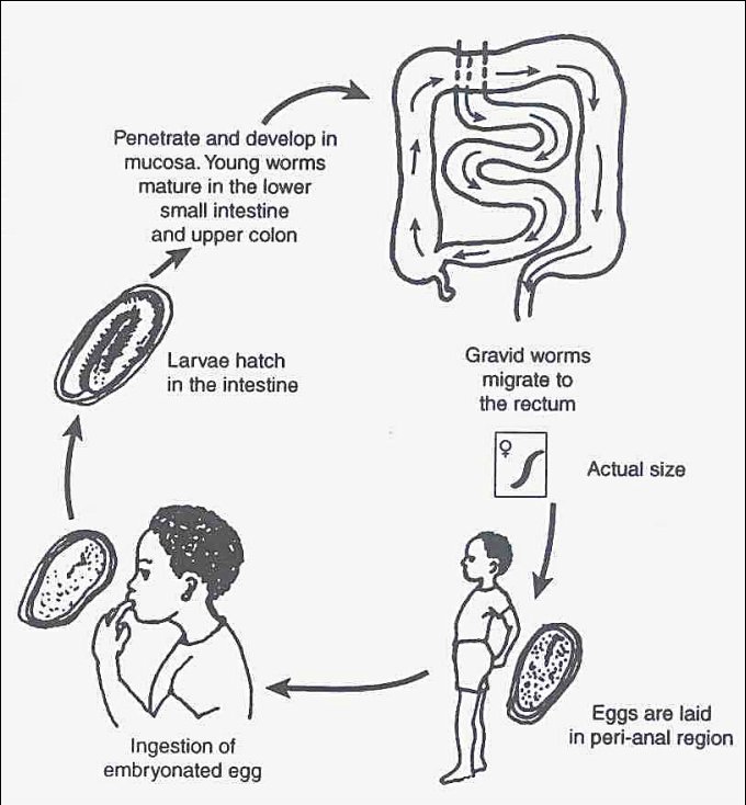 How Pinworm Interacts With Other Microfauna In Its Ecosystem