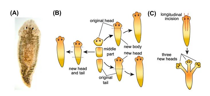 How Planaria Interacts With Other Microfauna In Its Ecosystem
