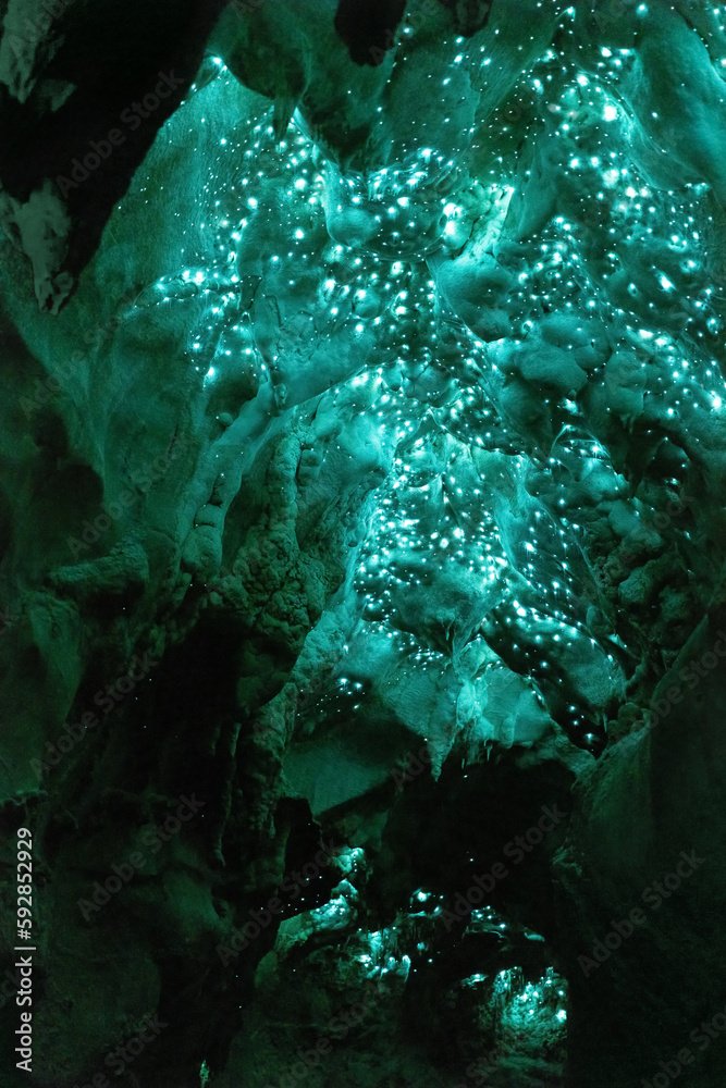 How Rainfall Affects Glow Worm Colonies