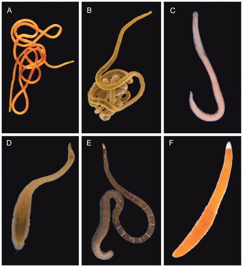 How Ribbon Worms Are Classified In Nemertea