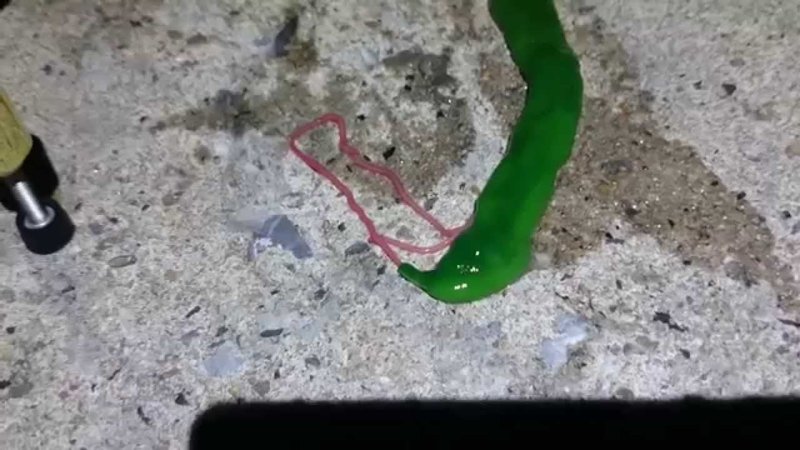 How Ribbon Worms Capture Prey With Sticky Slime