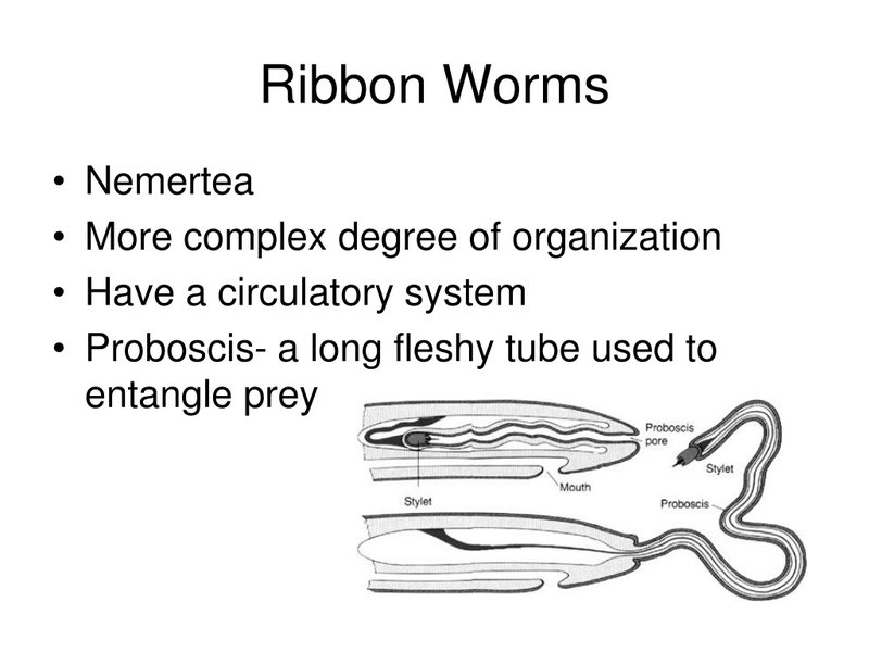 How Ribbon Worms Expand And Contract Their Bodies