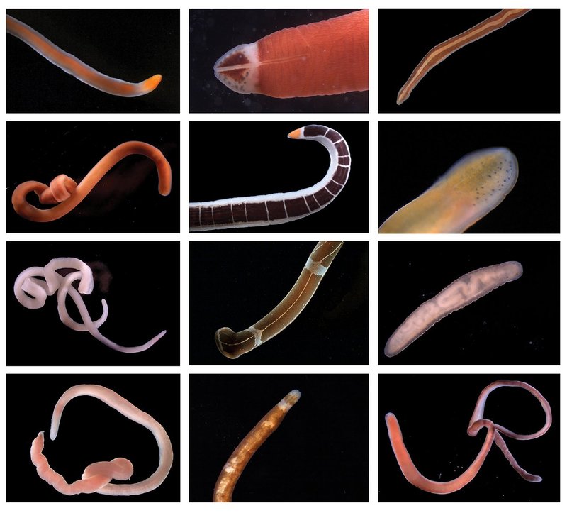 How Ribbon Worms React To Environmental Changes