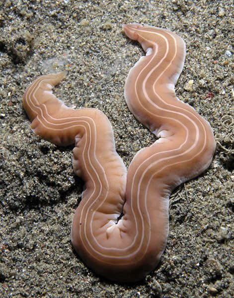 How Ribbon Worms React To Environmental Changes