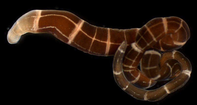 How Ribbon Worms Regenerate Lost Body Parts