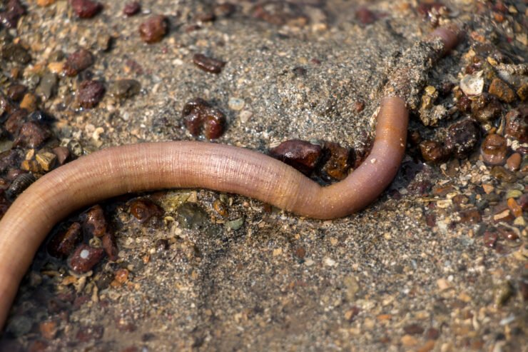 How Ribbon Worms Use Mucus In Defense And Movement