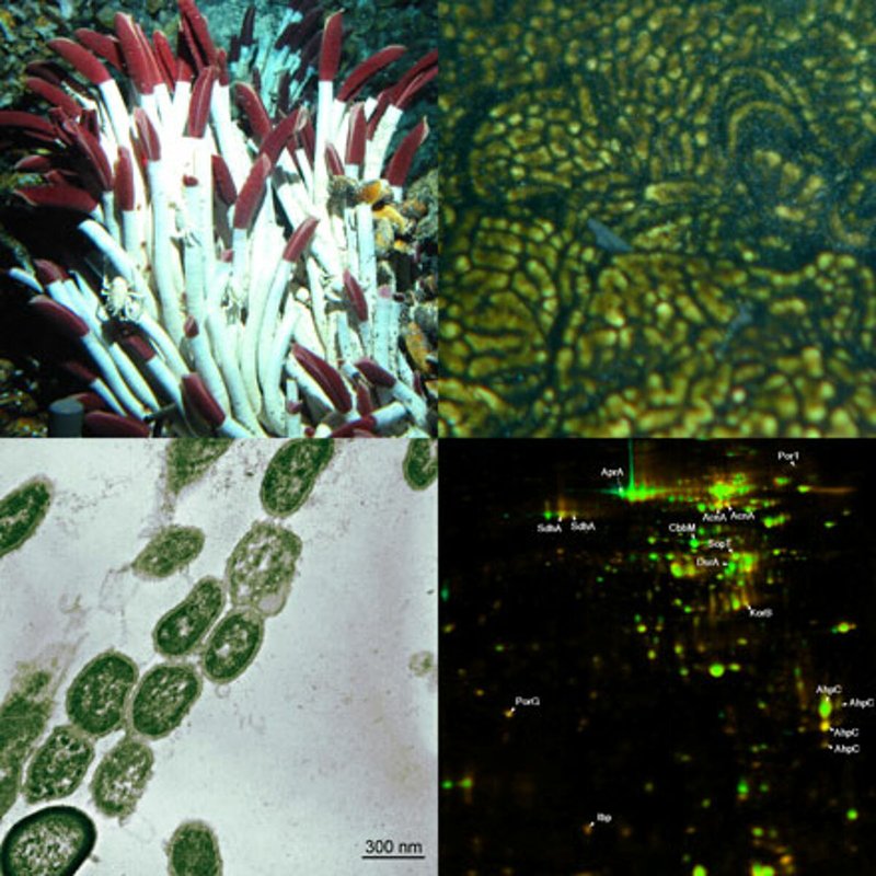 How Riftia Pachyptila Interacts With Other Microfauna In Its Ecosystem