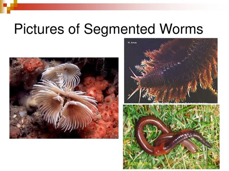 How Segmented Worm Interacts With Other Microfauna In Its Ecosystem