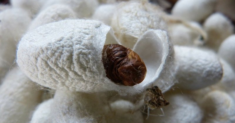 How Silkworm Silk Is Extracted Without Harming Moths