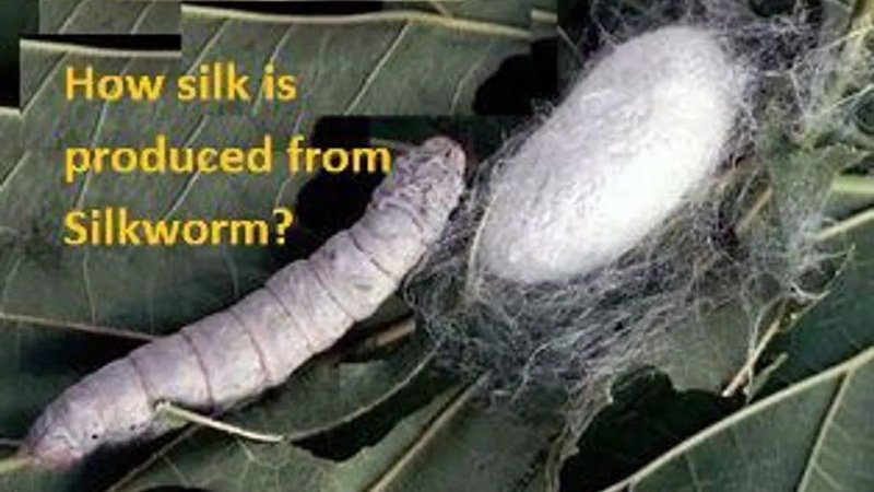 How Silkworm Silk Is Extracted Without Harming Moths