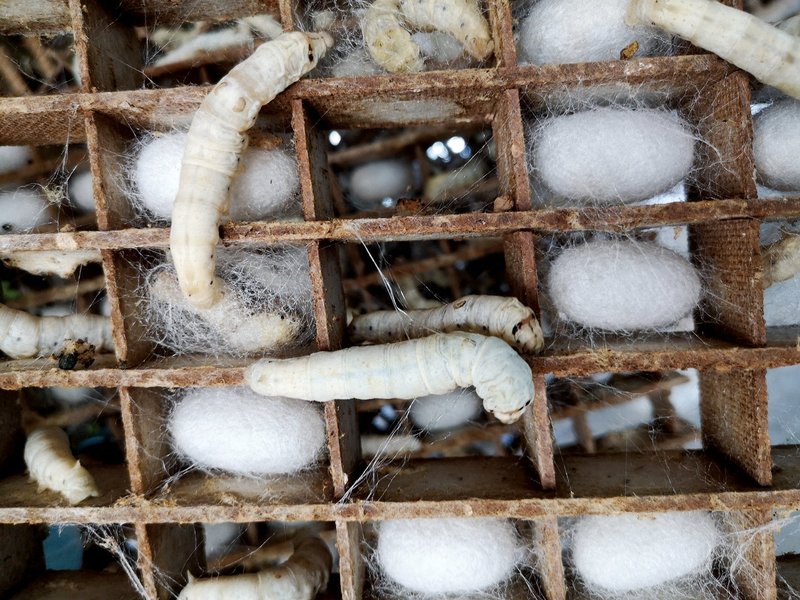How Silkworms Produce Silk Threads