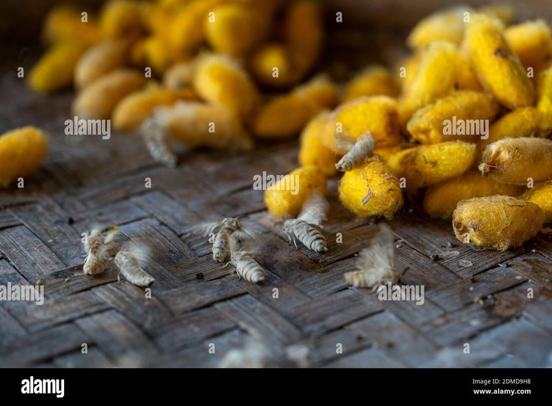 How Silkworms Produce Silk Threads