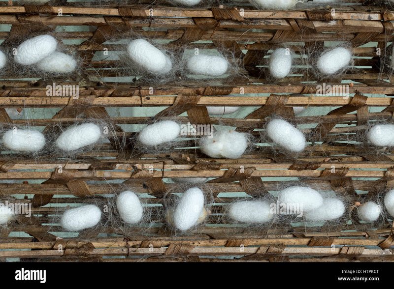 How Silkworms Produce Silk Threads