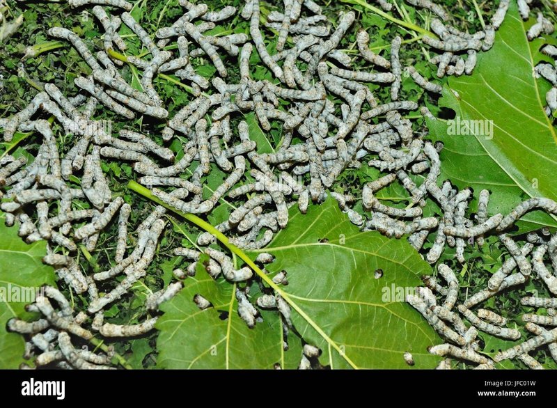 How Silkworms React To Environmental Stress
