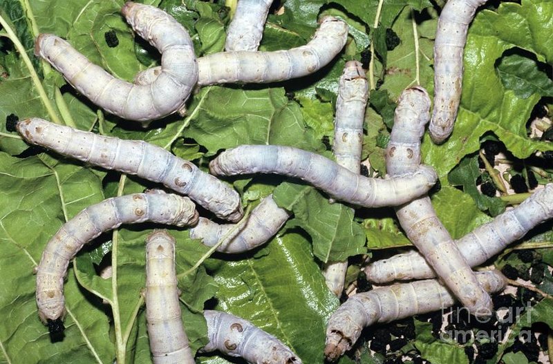 How Silkworms React To Environmental Stress